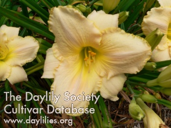 Daylily Coral Dude